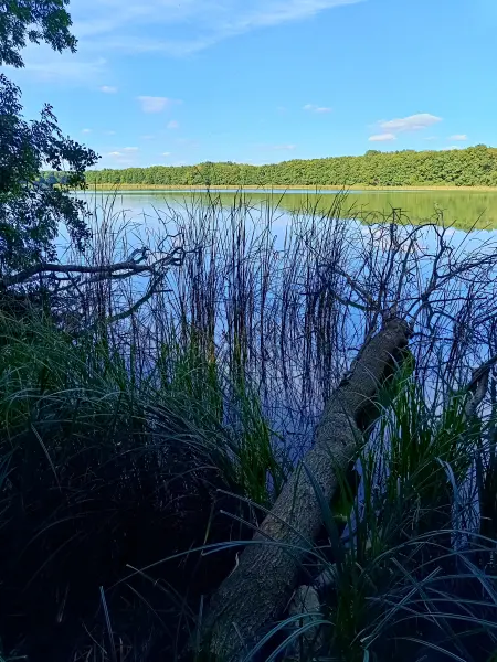 202508260-42 - Tauchowsee bei Alt Schwerin, Mecklenburgische Seenplatte, Mecklenburg-Vorpommern, Deutschland