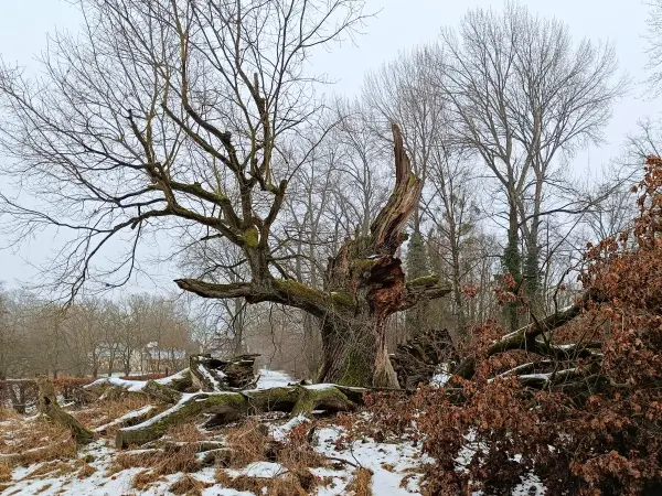 202602070-08 - Tausendjährige Eiche im Schlosspark Sacrow, Potsdam, Brandenburg, Deutschland