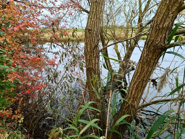 202410210-23 - Teich in der Ilmenau-Luhe-Niederung bei Winsen (Luhe), Lüneburger Heide, Niedersachsen, Deutschland
