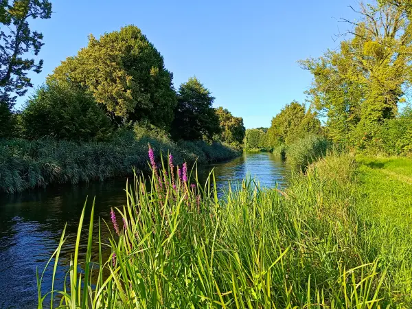 202508160-31 - Templiner Kanal bei Templin, Uckermark, Brandenburg, Deutschland