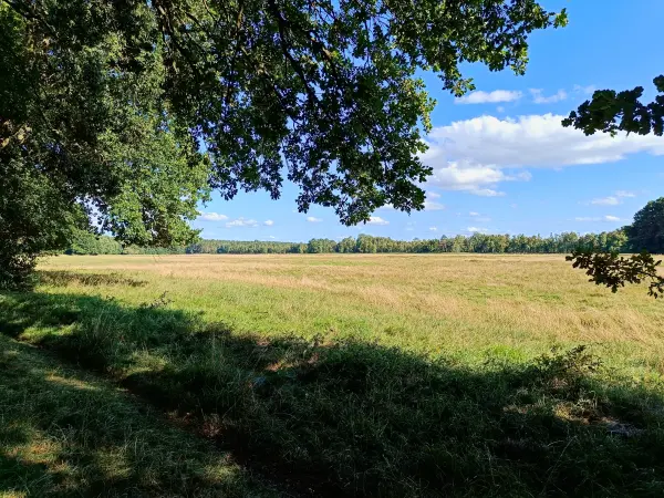 202508200-19 - Teufelsbruch im Müritz-Nationalpark, Mecklenburgische Seenplatte, Mecklenburg-Vorpommern, Deutschland