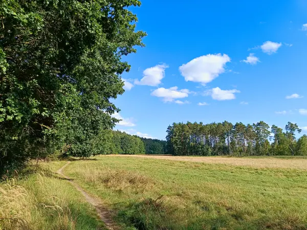202508200-22 - Teufelsbruch im Müritz-Nationalpark, Mecklenburgische Seenplatte, Mecklenburg-Vorpommern, Deutschland