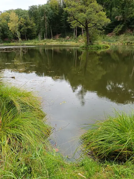 202609190-16 - Teufelssee bei Bad Freienwalde, Seenland Oder-Spree, Brandenburg, Deutschland