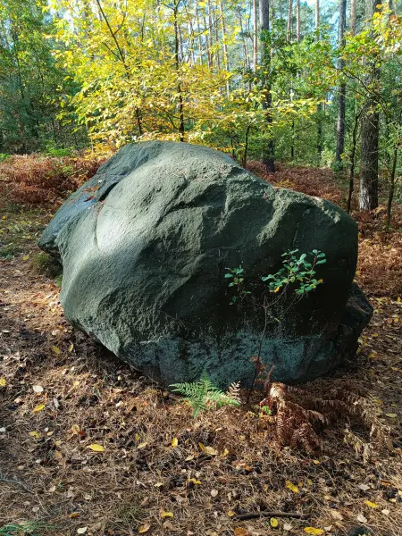 202610140-06 - Teufelsstein bei Walddrehna, Lausitz, Brandenburg, Deutschland