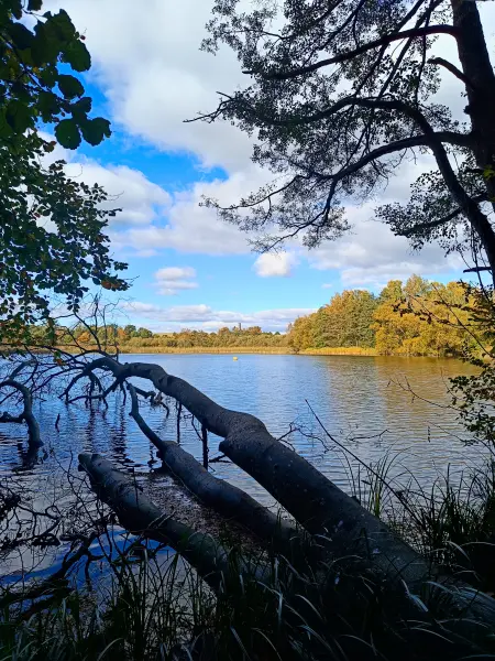 202510180-17 - Tiefwarensee bei Amsee, Mecklenburgische Seenplatte, Mecklenburg-Vorpommern, Deutschland