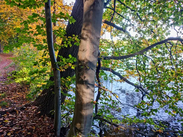 202310300-15 - Tiefwarensee bei Waren, Mecklenburgische Seenplatte, Mecklenburg-Vorpommern, Deutschland