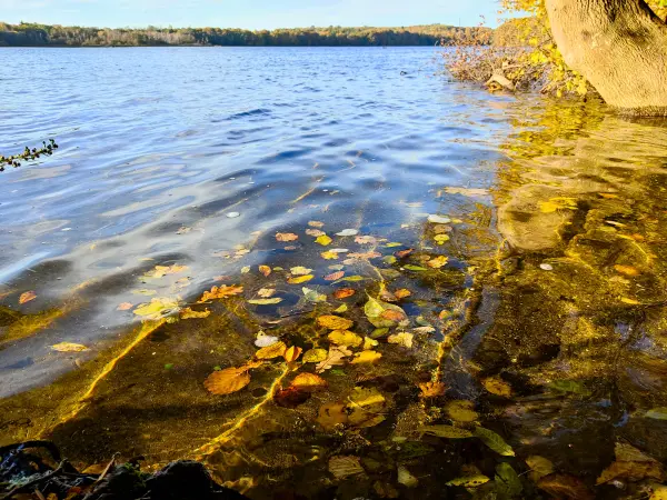 202310300-26 - Tiefwarensee bei Waren, Mecklenburgische Seenplatte, Mecklenburg-Vorpommern, Deutschland