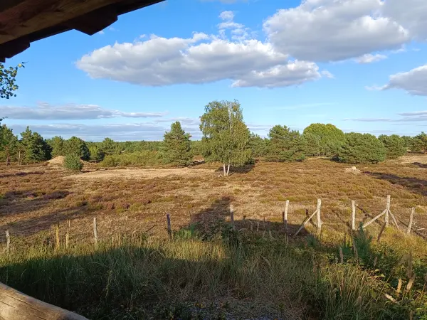202608110-16 - Tiergehege in der Schönower Heide bei Bernau, Barnimer Land, Brandenburg, Deutschland