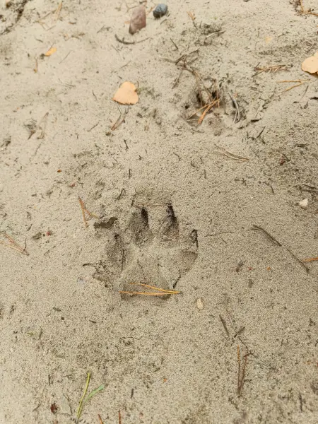 202510110-17 - Tierspuren am Saarmunder Berg bei Saarmund, Fläming, Brandenburg, Deutschland