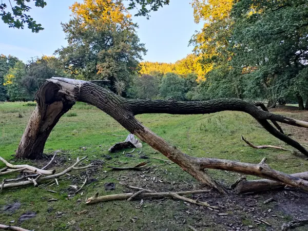 202309241-22 - Totholz in der Boberger Niederung, Hamburg, Deutschland