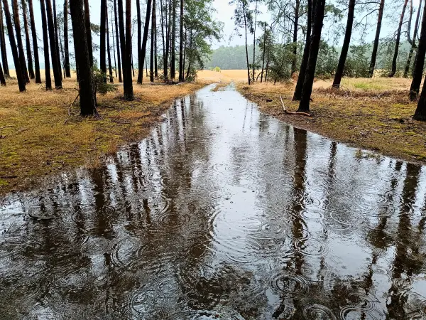 202507120-19 - Überfluteter Waldweg  bei Klein Köris, Dahme-Seenland, Brandenburg, Deutschland