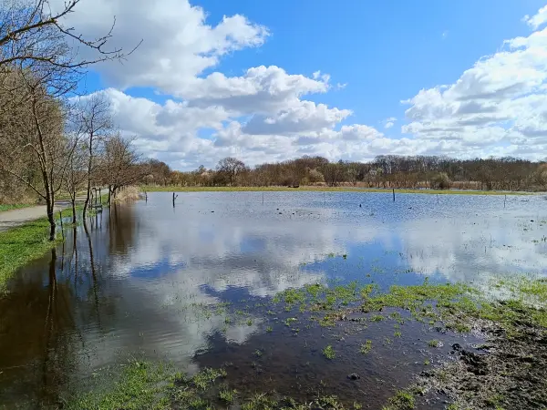 202604060-12 - Überschwemmte Wiesen am Kleinen Zingerteich bei Blankenfelde, Berlin, Deutschland