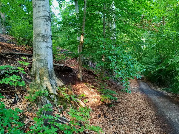 202507150-23 - Uferweg am Griebnitzsee, Berlin, Deutschland