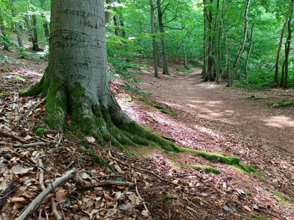 202509010-13 - Uferweg am Peetschsee im NSG Stechlin, Ruppiner Seenland, Brandenburg, Deutschland