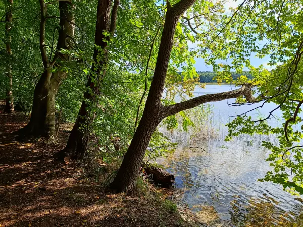 202509120-24 - Uferweg am Petersdorfer See, Mecklenburgische Seenplatte, Mecklenburg-Vorpommern, Deutschland