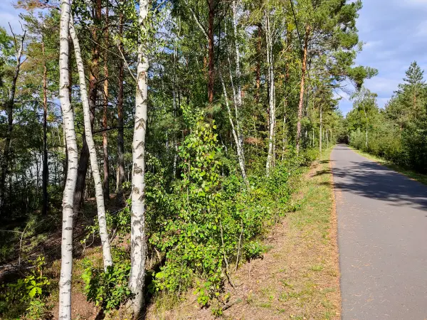 202309150-17 - Uferweg am Senftenberger See zwischen Großkoschen und Niemtsch, Lausitz, Brandenburg, Deutschland