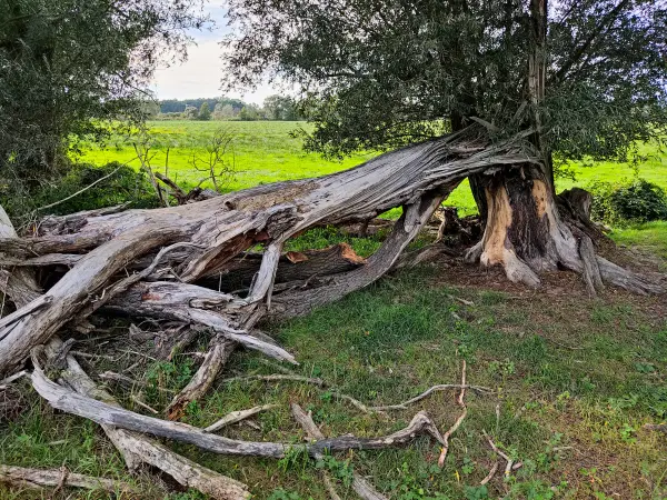 202310060-27 - Umgestürtzter Baum bei Raddusch, Spreewald, Brandenburg, DeutschandSpr