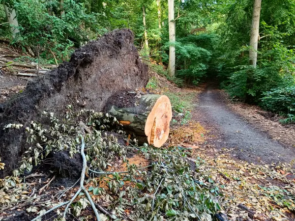 202507150-24 - Umgestürzter Baum am Griebnitzsee, Berlin, Deutschland