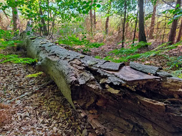 202309110-19 - Umgestürzter Baum am Peetschsee bei Steinförde, Ruppiner Seenland, Brandenburg, Deutschland