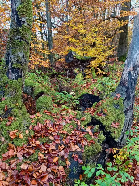 202511040-05 - Umgestürzter Baum im Müritz-Nationalpark bei Carpin, Mecklenburgische Seenplatte, Mecklenburg-Vorpommern, Deutschland