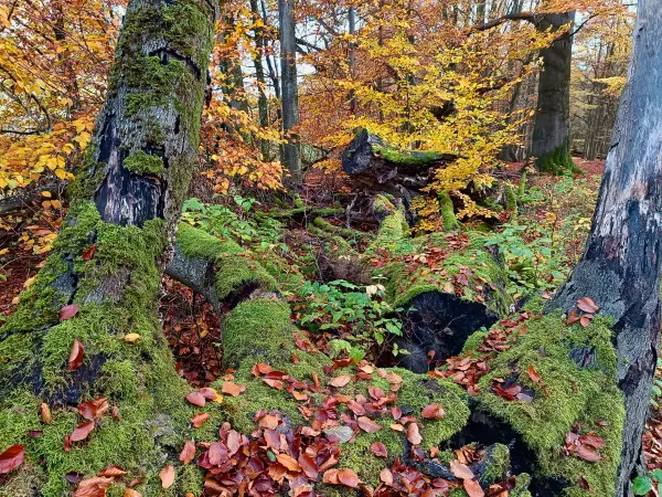 202511040-06 - Umgestürzter Baum im Müritz-Nationalpark bei Carpin, Mecklenburgische Seenplatte, Mecklenburg-Vorpommern, Deutschland