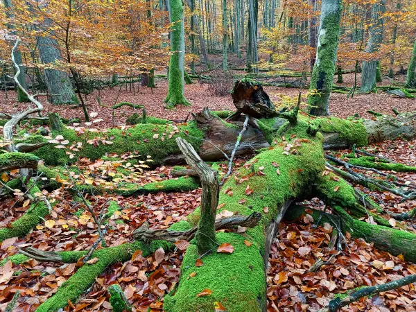 202511040-10 - Umgestürzter Baum im Müritz-Nationalpark bei Serrahn, Mecklenburgische Seenplatte, Mecklenburg-Vorpommern, Deutschland