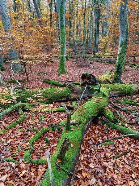 202511040-11 - Umgestürzter Baum im Müritz-Nationalpark bei Serrahn, Mecklenburgische Seenplatte, Mecklenburg-Vorpommern, Deutschland