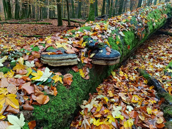 202511040-12 - Umgestürzter Baum im Müritz-Nationalpark bei Serrahn, Mecklenburgische Seenplatte, Mecklenburg-Vorpommern, Deutschland