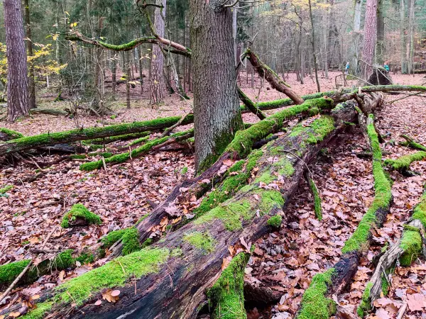 202311180-13 - Umgestürzter Baum im Spandauer Forst, Berlin, Deutschland