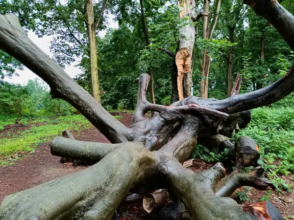 202507230-10 - Umgestürzter Baum im Tiergarten, Berlin, Deutschland