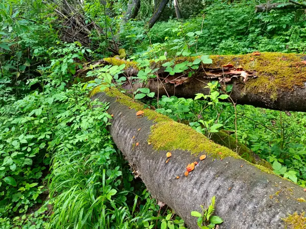 202606090-10 - Umgestürzter Baum im Wald bei Carwitz, Mecklenburgische Seenplatte, Mecklenburg-Vorpommern, Deutschland