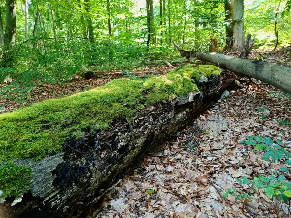 202509010-23 - Umgestürzter Baumstamm im NSG Stechlin, Ruppiner Seenland, Brandenburg, Deutschland