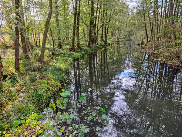 202311040-32 - Untere Boblitzer Kahnfahrt bei Boblitz, Spreewald, Brandenburg, Deutschland