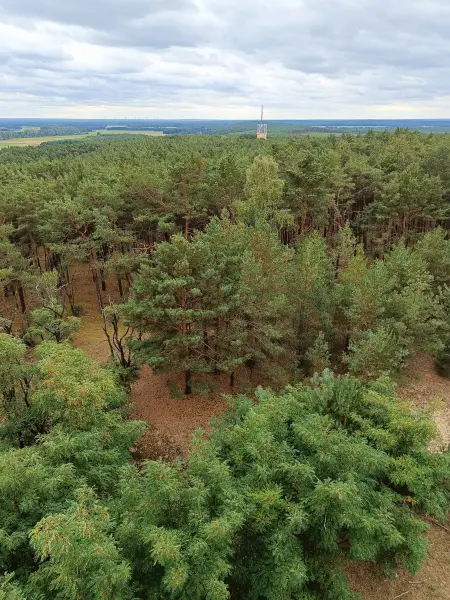 202609040-29 - Vorderer Löwendorfer Berg bei Löwendorf, Fläming, Brandenburg, Deutschland