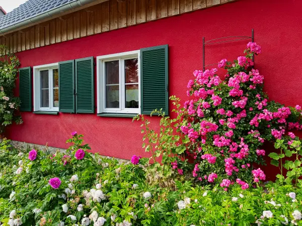 202506110-28 - Vorgarten mit Rosen in Himmelpfort, Ruppiner Seenland, Brandenburg, Deutschland