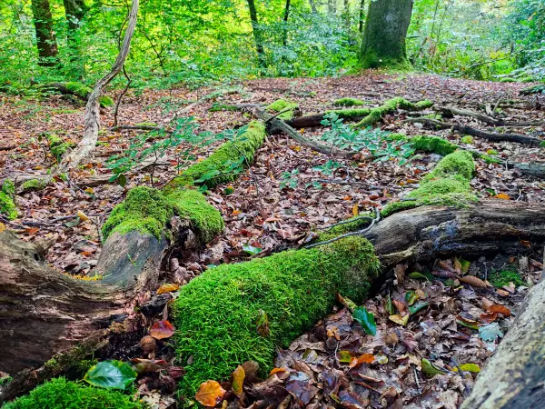 202309230-04 - Wald bei Aumühle, Herzogtum Lauenburg und Stormarn, Schleswig-Holstein, Deutschland