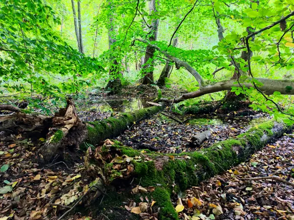 202309230-06 - Wald bei Aumühle, Herzogtum Lauenburg und Stormarn, Schleswig-Holstein, Deutschland