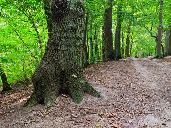 202309230-13 - Wald bei Aumühle, Herzogtum Lauenburg und Stormarn, Schleswig-Holstein, Deutschland