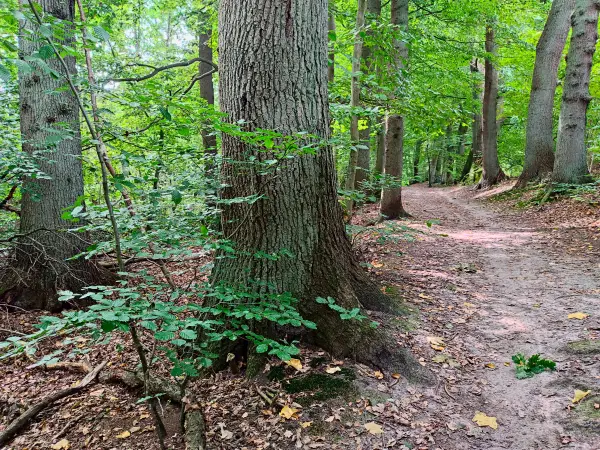202309230-14 - Wald bei Aumühle, Herzogtum Lauenburg und Stormarn, Schleswig-Holstein, Deutschland