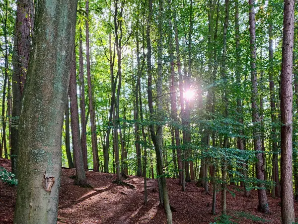 202309230-45 - Wald bei Bergedorf, Hamburg, Deutschland