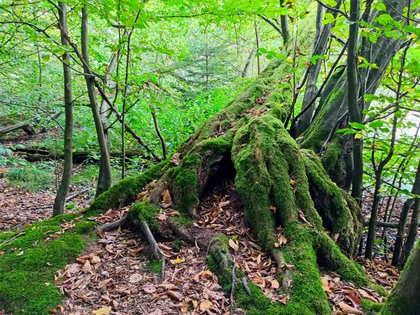 202309230-26 - Wald bei Reinbek, Herzogtum Lauenburg und Stormarn, Schleswig-Holstein, Deutschland