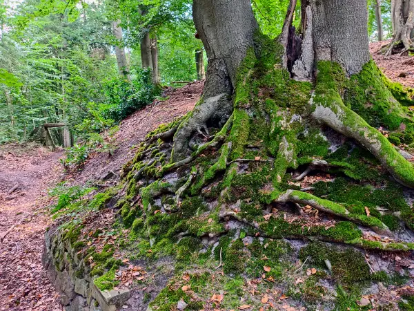 202309230-31 - Wald bei Reinbek, Herzogtum Lauenburg und Stormarn, Schleswig-Holstein, Deutschland