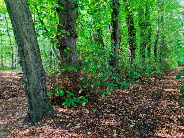 202309230-24 - Wald bei Wohltorf, Herzogtum Lauenburg und Stormarn, Schleswig-Holstein, Deutschland