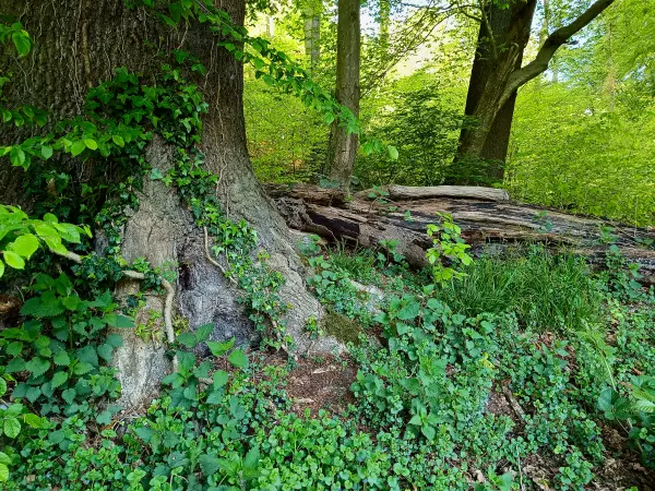 202604230-17 - Wald im Düsseltal, Bergisches Land, Nordrhein-Westfalen, Deutschland