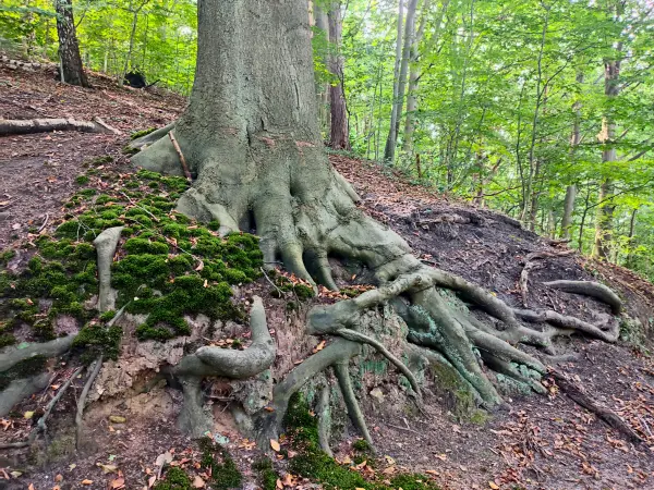 202309250-13 - Wald in Blankenese, Hamburg, Deutschland