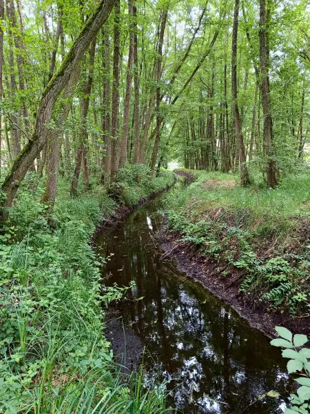 202507260-14 - Waldgebiet zwischen Kützkow und Plaue, Havelland, Brandenburg, Deutschland