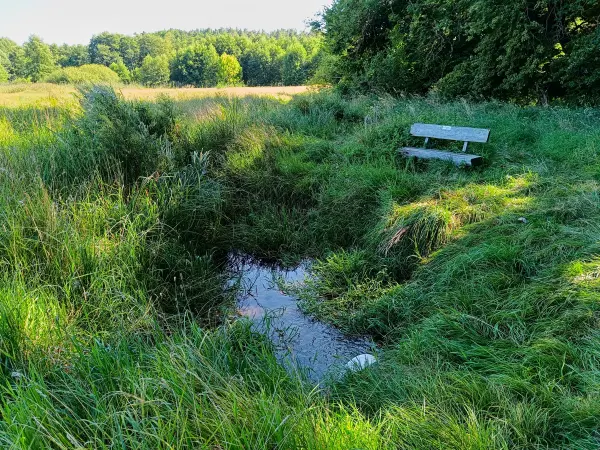 202508160-26 - Waldhofquelle bei Templin, Uckermark, Brandenburg, Deutschland