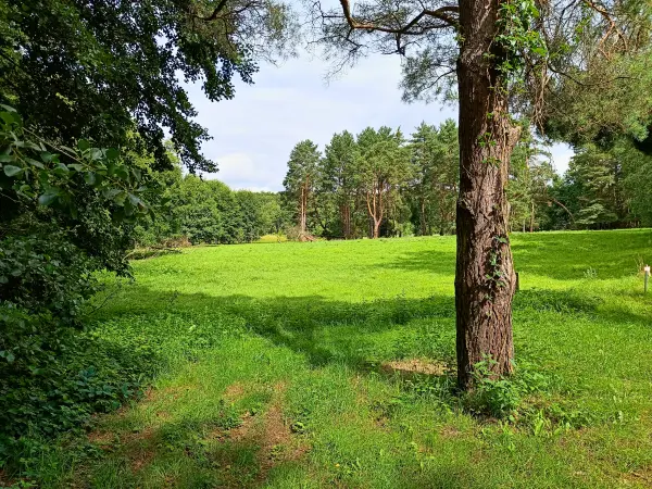 202508020-10 - Waldlichtung bei Münchehofe, Märkische Schweiz, Seenland Oder-Spree, Brandenburg, Deutschland