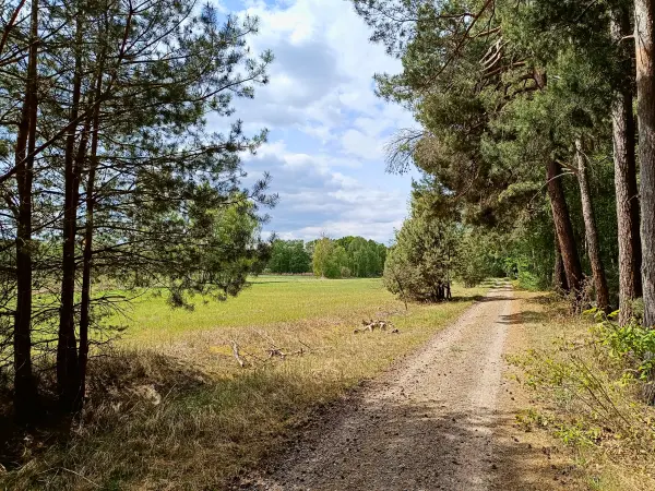 202505080-19 - Waldrand bei  bei Bardenitz, Fläming, Brandenburg, Deutschland