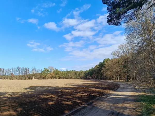 202603120-11 - Waldrand bei Mützel, Elbe-Börde-Heide, Sachsen-Anhalt, Deutschland